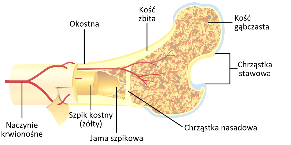 mocne kosci1